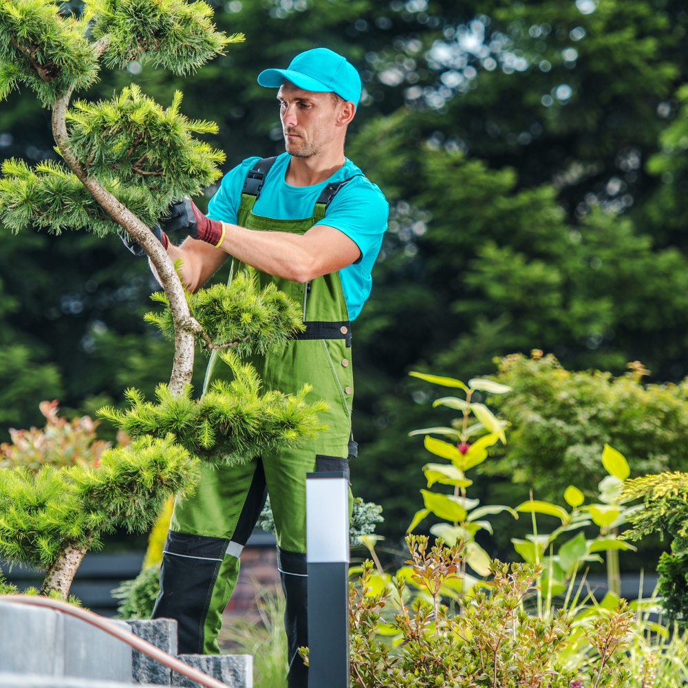 Mantenimiento de jardines y áreas verdes– Empresas